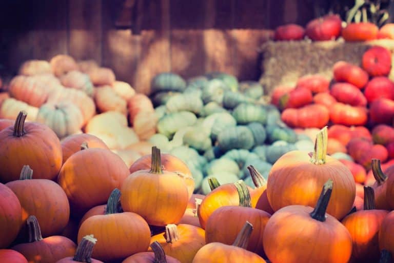 Pumpkins in a pile