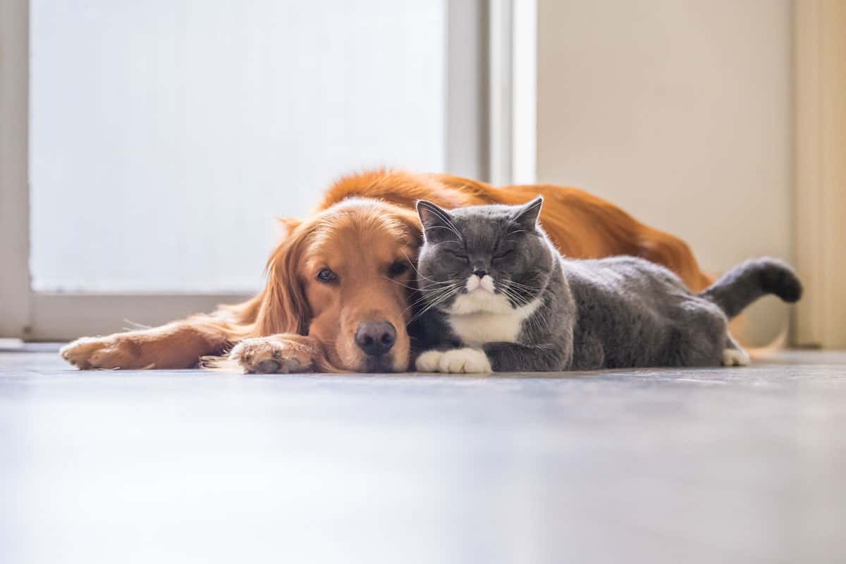 What’s the Best Way to Clean Up After Your Pet?